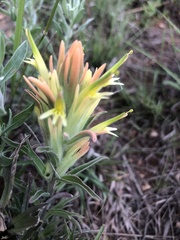 Castilleja citrina