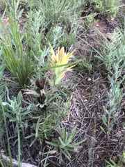 Castilleja citrina