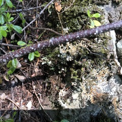 Psoroma hypnorum