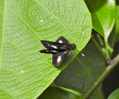 Sabera caesina