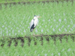 Ardea cinerea