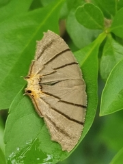 Orudiza protheclaria