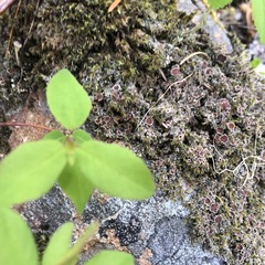 Psoroma hypnorum