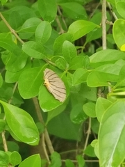 Orudiza protheclaria