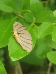 Orudiza protheclaria