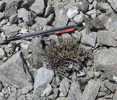 Lignocarpa carnosula