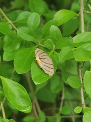 Orudiza protheclaria