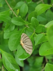 Orudiza protheclaria