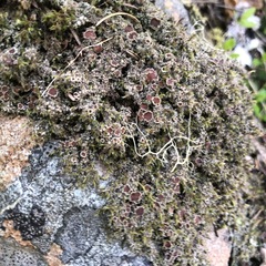 Psoroma hypnorum