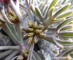 Lignocarpa carnosula