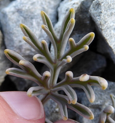 Lignocarpa carnosula