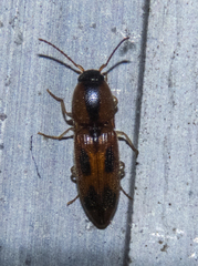 Aeolus scutellatus