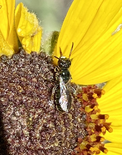 iNaturalist observation photo of Zadontomerus