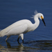 Snowy Egret - Photo (c) Tony Iwane, some rights reserved (CC BY-NC)