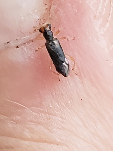 Vertical-lined Phyllobaenus photo 5