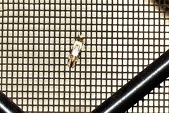 Philenora aspectalella