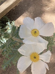 Argemone pleiacantha pinnatisecta