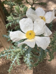 Argemone pleiacantha pinnatisecta