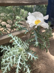 Argemone pleiacantha pinnatisecta