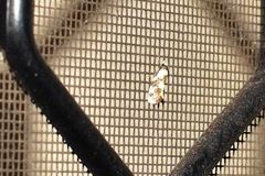 Philenora aspectalella