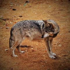 Canis lupus baileyi
