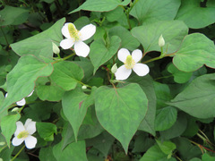 Houttuynia cordata