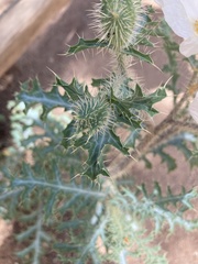 Argemone pleiacantha pinnatisecta