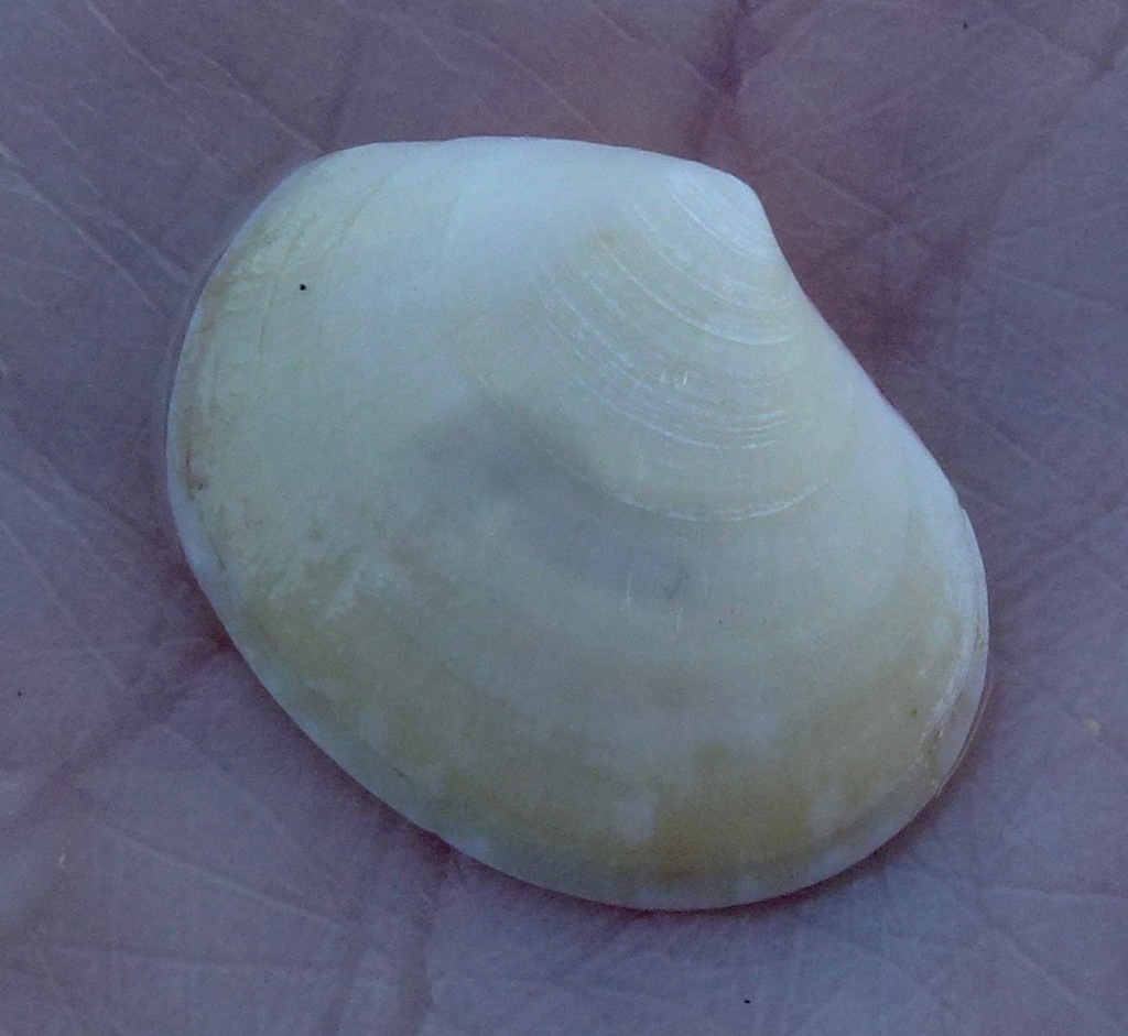 Semele venusta