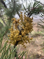 Arceuthobium americanum