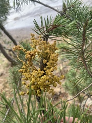 Arceuthobium americanum