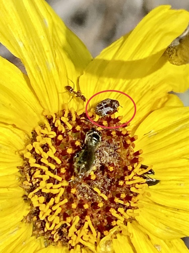 iNaturalist observation photo of Anthrenus scrophulariae species group