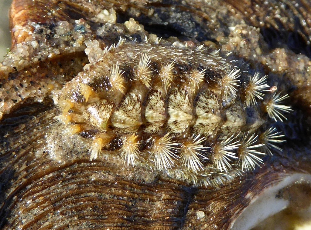 Acanthochitonidae