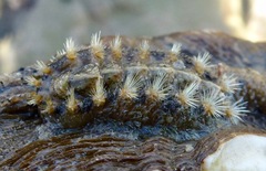 Acanthochitona avicula