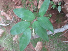 Polygonatum lasianthum
