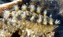 Acanthochitona avicula