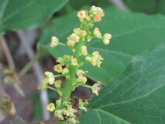 Neoshirakia japonica