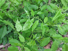 Picrasma quassioides