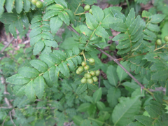 Zanthoxylum piperitum