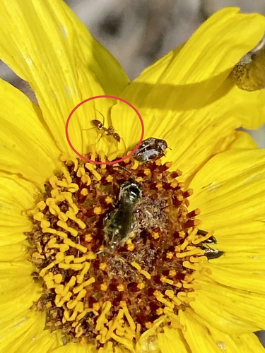 iNaturalist observation photo of Ants