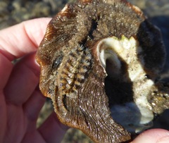 Acanthochitona avicula