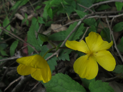 Coreanomecon hylomeconoides