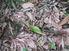 Cremastra appendiculata variabilis