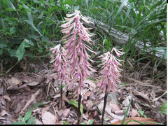 Cremastra appendiculata variabilis