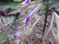 Cremastra appendiculata variabilis