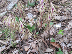 Cremastra appendiculata variabilis