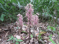 Cremastra appendiculata variabilis