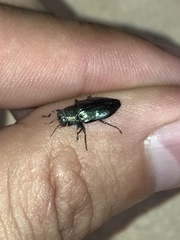 Chrysobothris analis