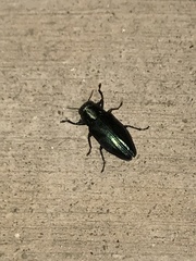 Chrysobothris analis