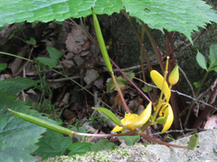 Coreanomecon hylomeconoides