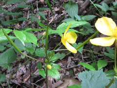 Coreanomecon hylomeconoides